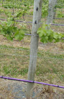 kwines